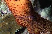 Ophiothrix-suens-Agelas conifera Parazoanthus puertoricense ambiance Bonaire Buddy Reef-18m-20180222nuit-Denis-ADER-DSC_7596_tn